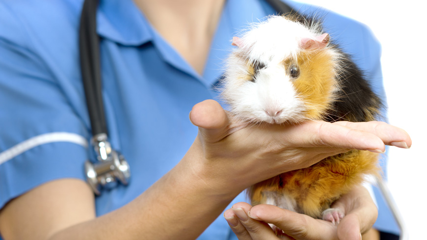 Swan song for general animal safety tests: another significant milestone in the elimination of animal tests from the Ph. Eur.